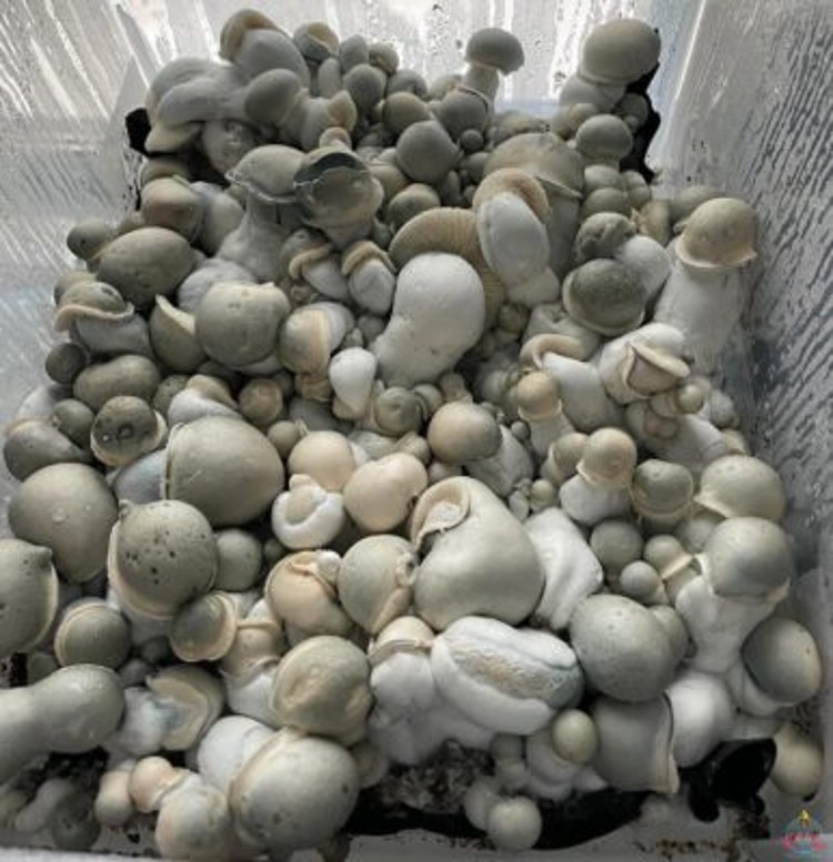 buy magic mushroom